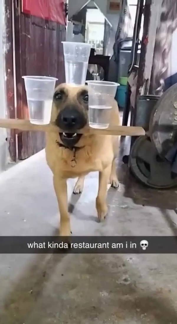 Dog balancing a wooden plank in its mouth with plastic cups on top, captioned with "what kinda restaurant am I in" and a skull emoji