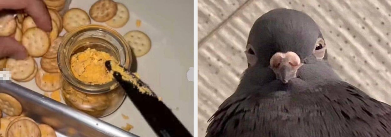 32 Absolutely Hilarious Pictures Taken At The LAST Possible Second That Get Funnier And Funnier No Matter How Many Times I’ve Seen Them