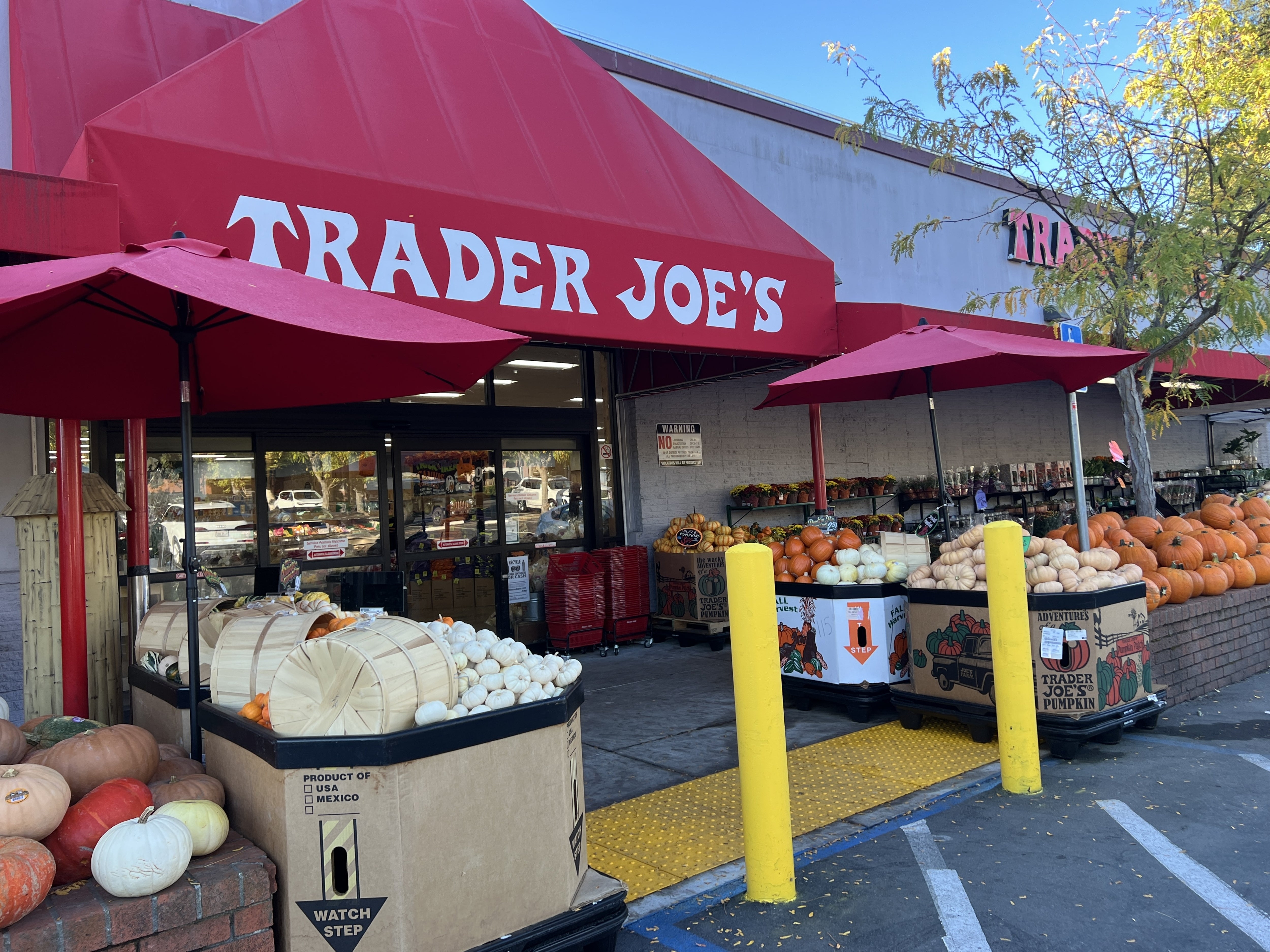 Entrance of Trader Joe's with seasonal pumpkins and gourds displayed extracurricular nether reddish umbrellas