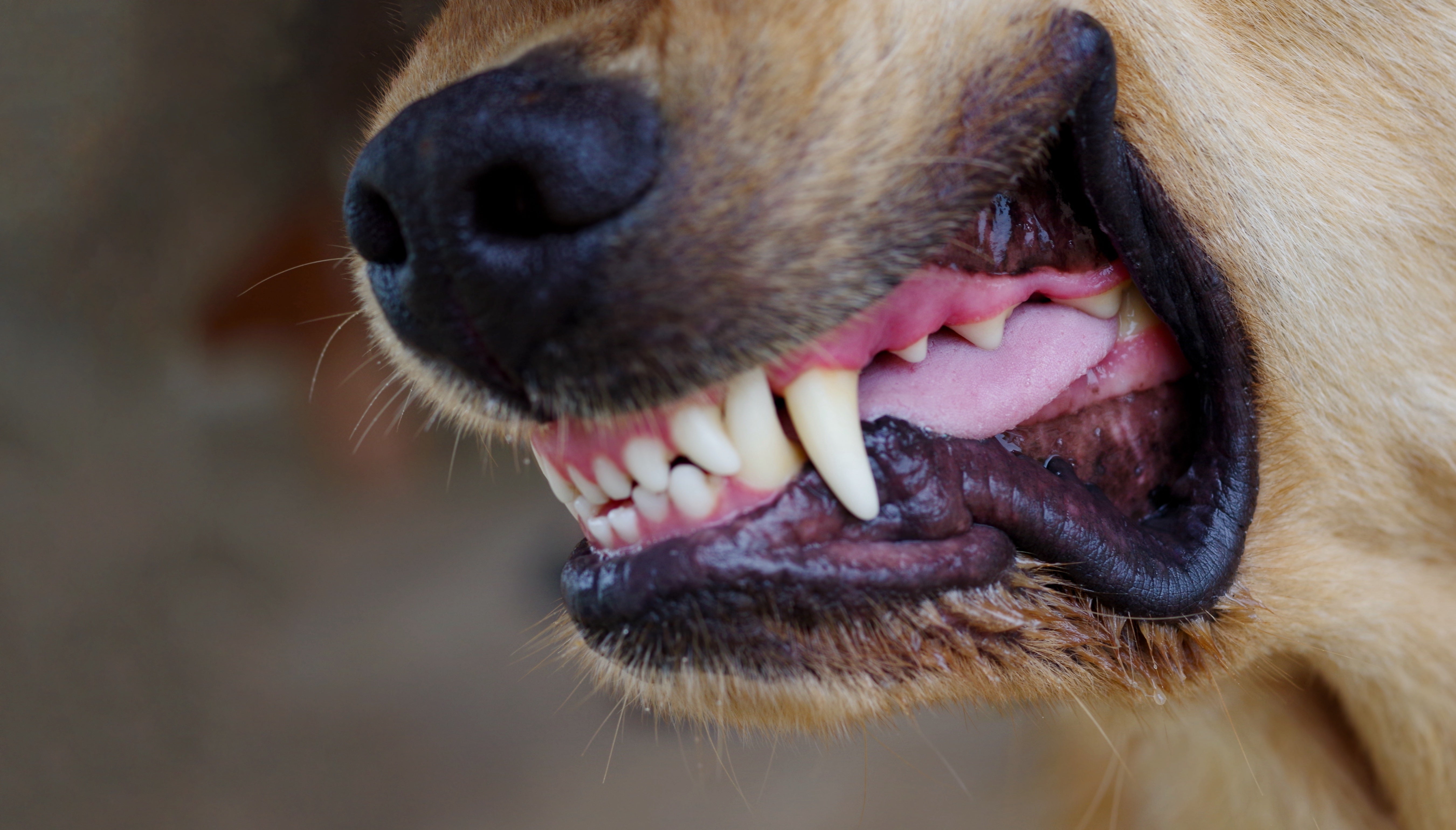 Dog showing teeth with a somewhat  raised snout, perchance  growling oregon  snarling