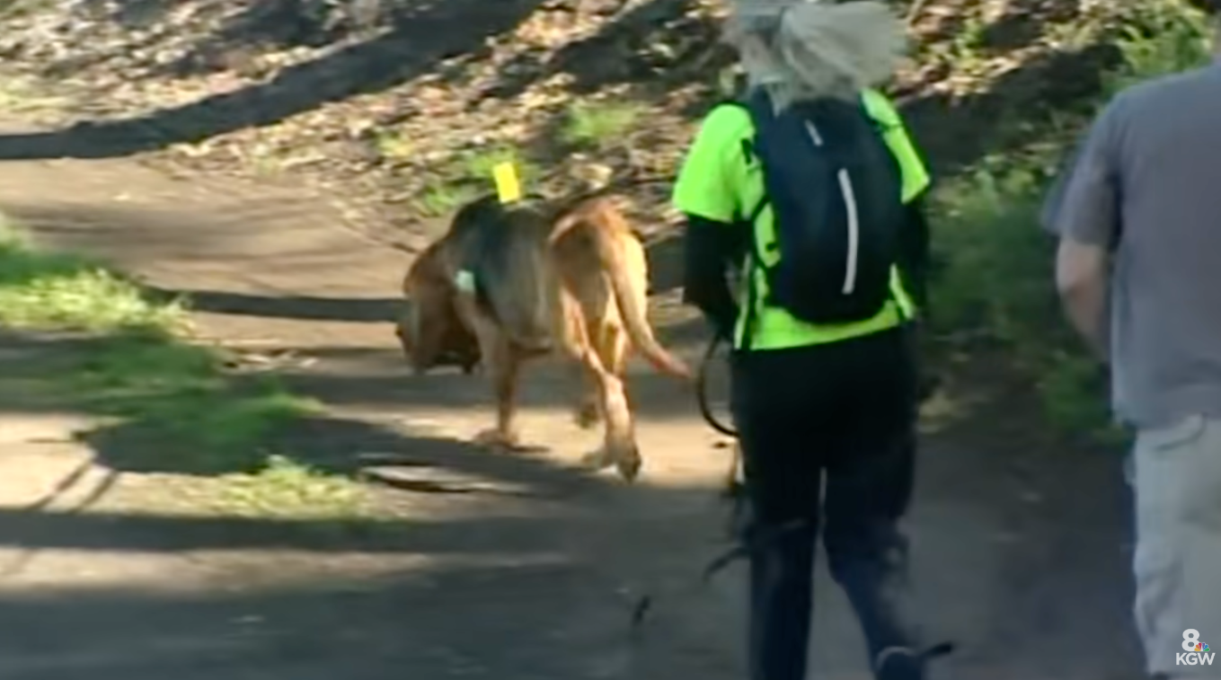 Person med ryggsekk følger en sporende blodhund på en skogkledd sti