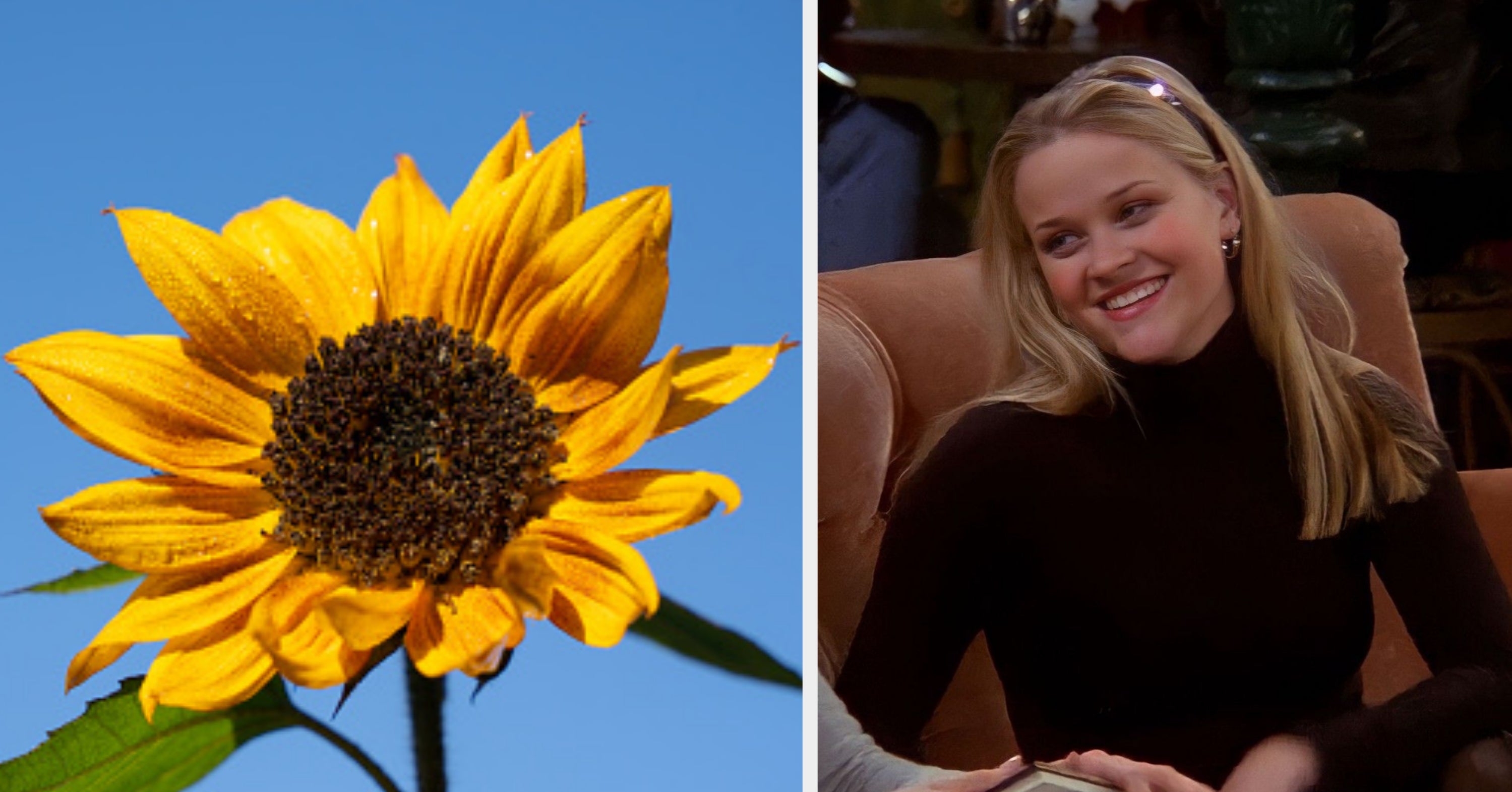Take This Flowers And Feelings Association Quiz To Reveal The Secret Side Of Your Personality You Hide From Others
