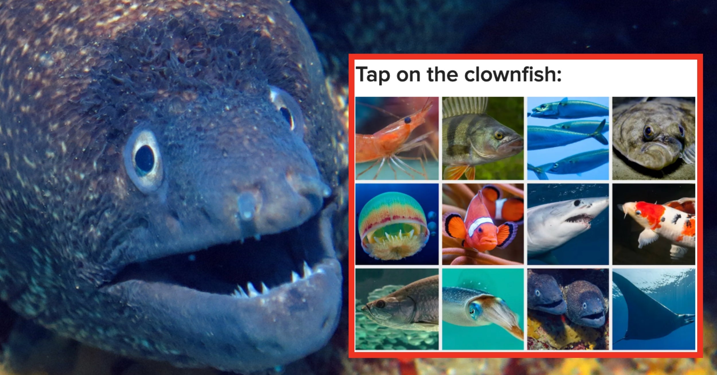 I Can't Name 12/24 Of These Fish Because The Ocean Terrifies Me — Can You?