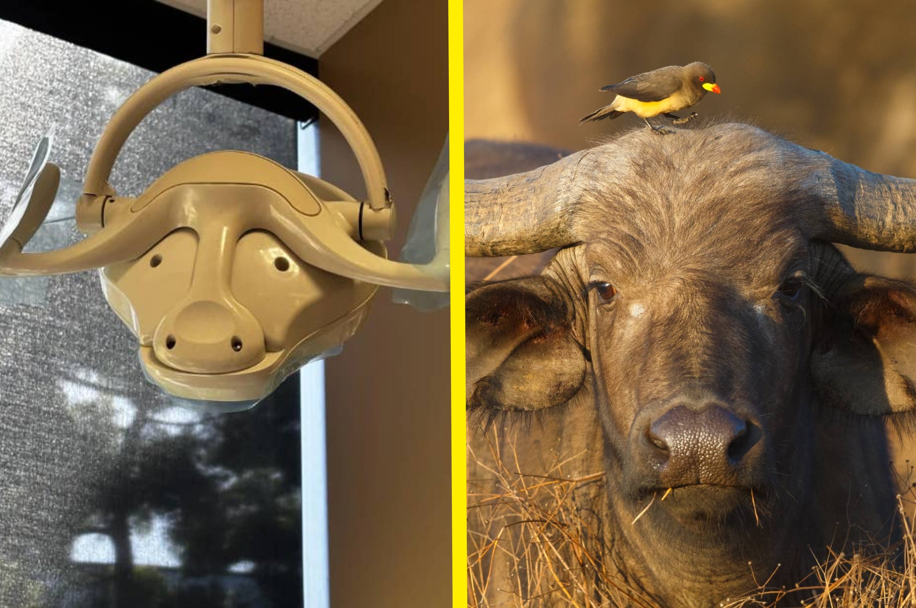 Dental light shaped like a buffalo head on the left; real buffalo with a bird on its head on the right. Both images show buffalo-themed heads
