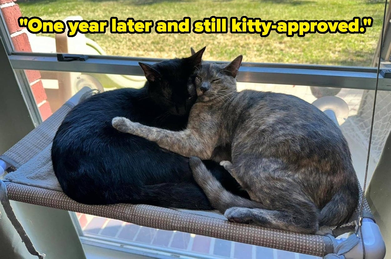 Two cats snuggle on a window hammock. Text reads: "One year later and still kitty-approved."