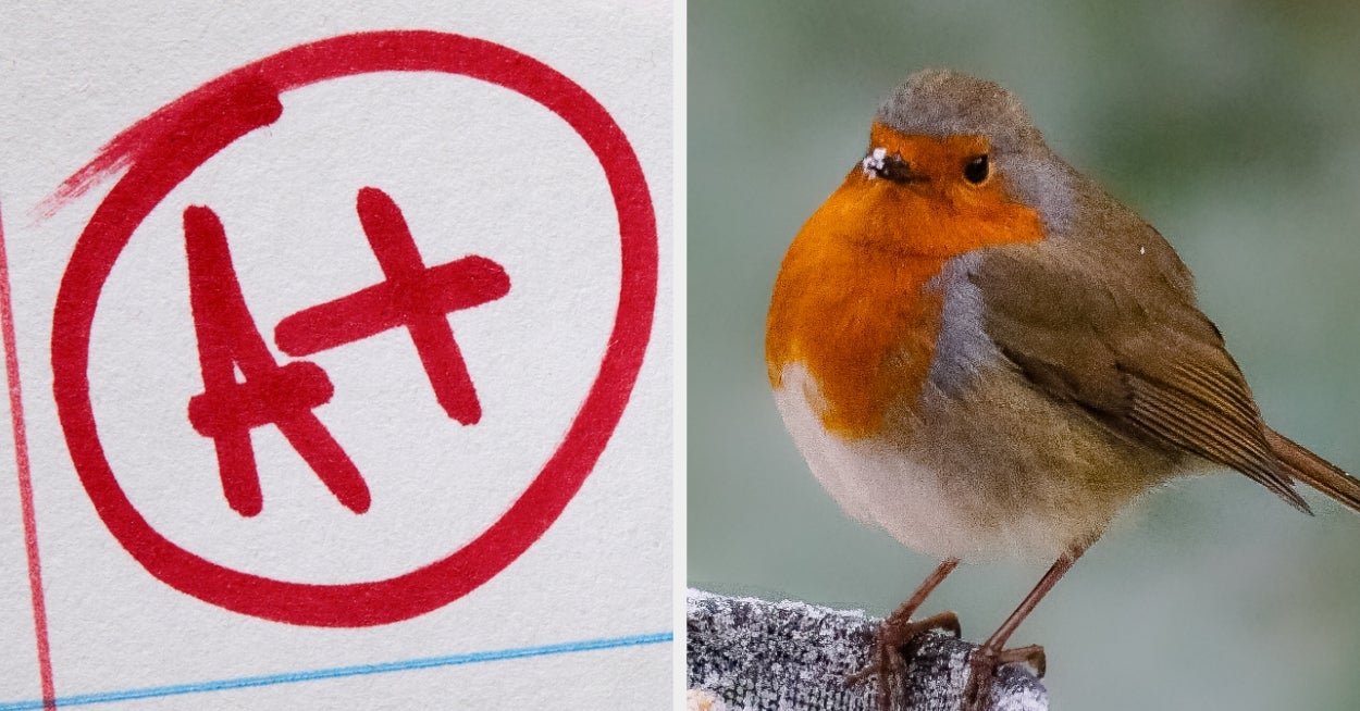 Only True Bird Nerds Can Identify These European Birds From Photos — Good Luck