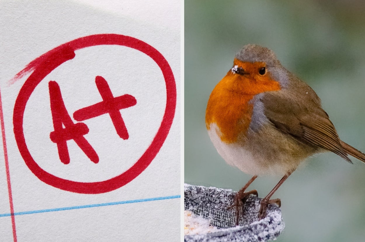 A paper marked with A+ next to a small bird with an orange chest perched on a surface