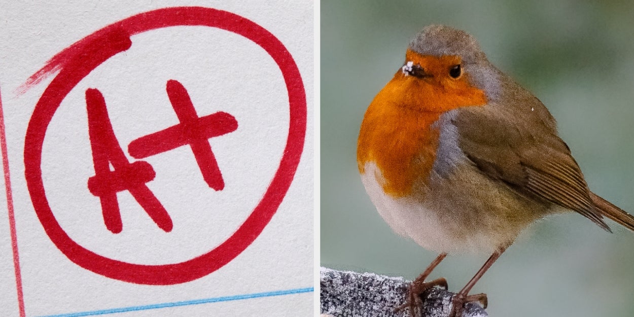 Only True Bird Nerds Can Identify These European Birds From Photos