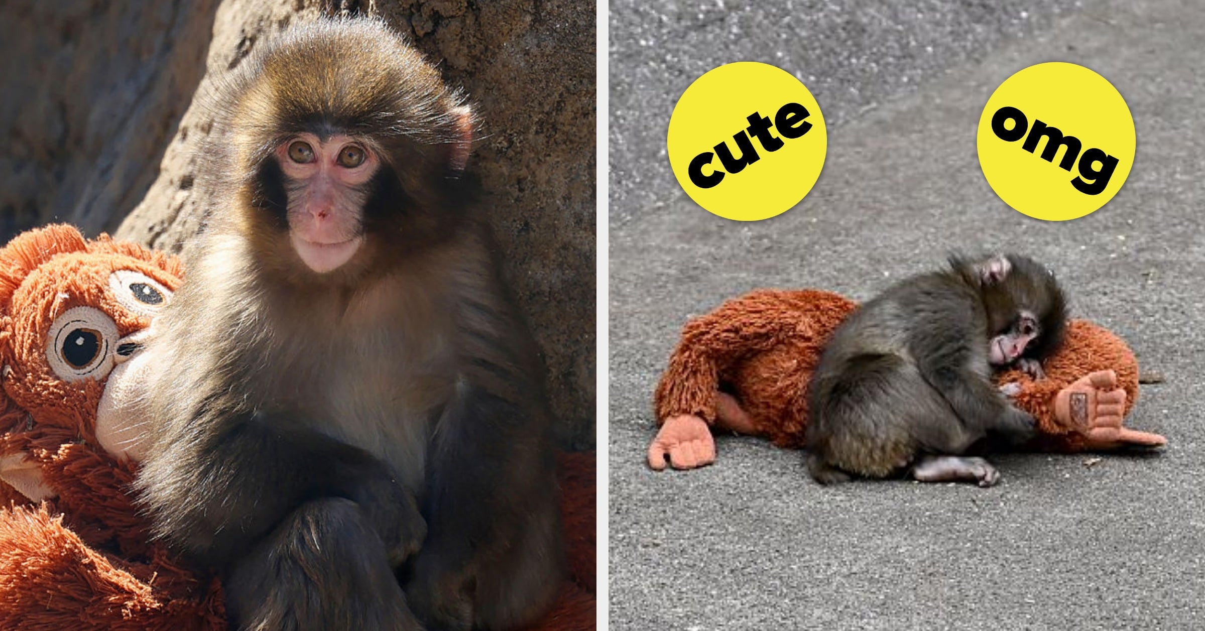 Here's What I Noticed When Visiting Punch, The Viral Baby Monkey Everyone Is Obsessed With. He Was Different Than I Expected