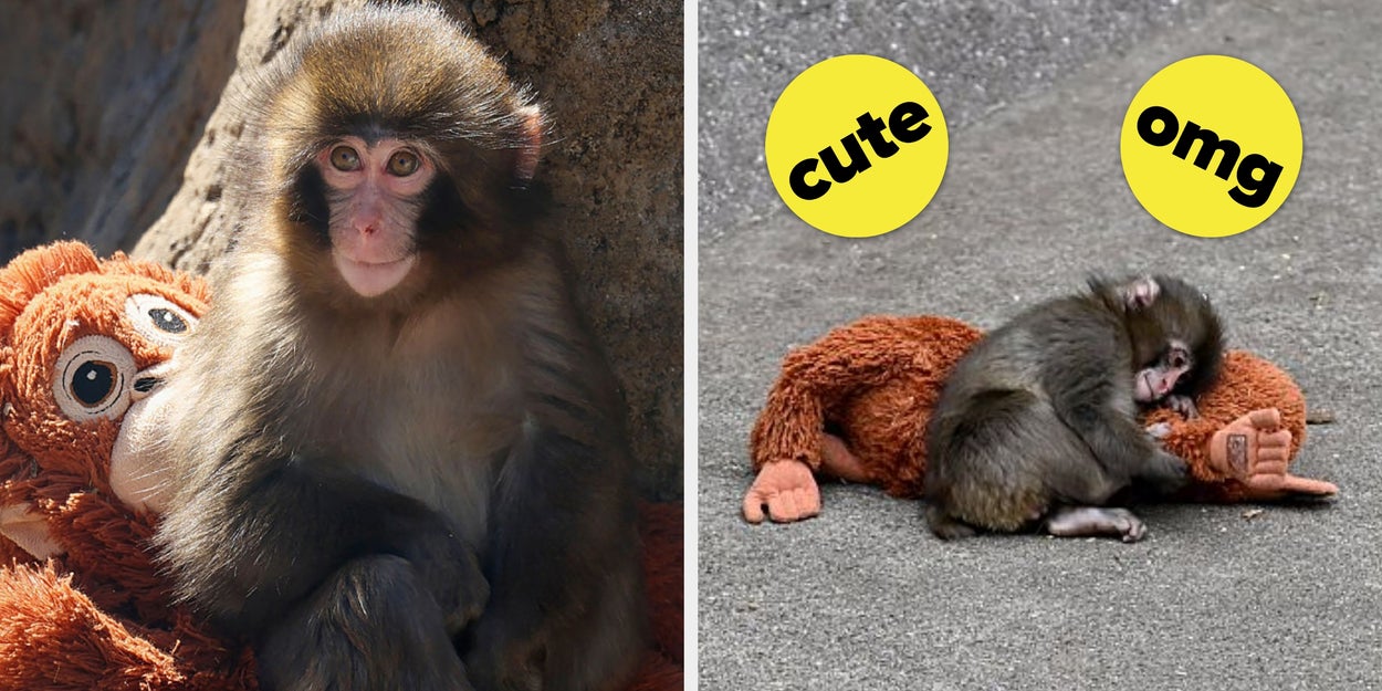 What Punch, The Viral Baby Monkey, Is Like In Real Life