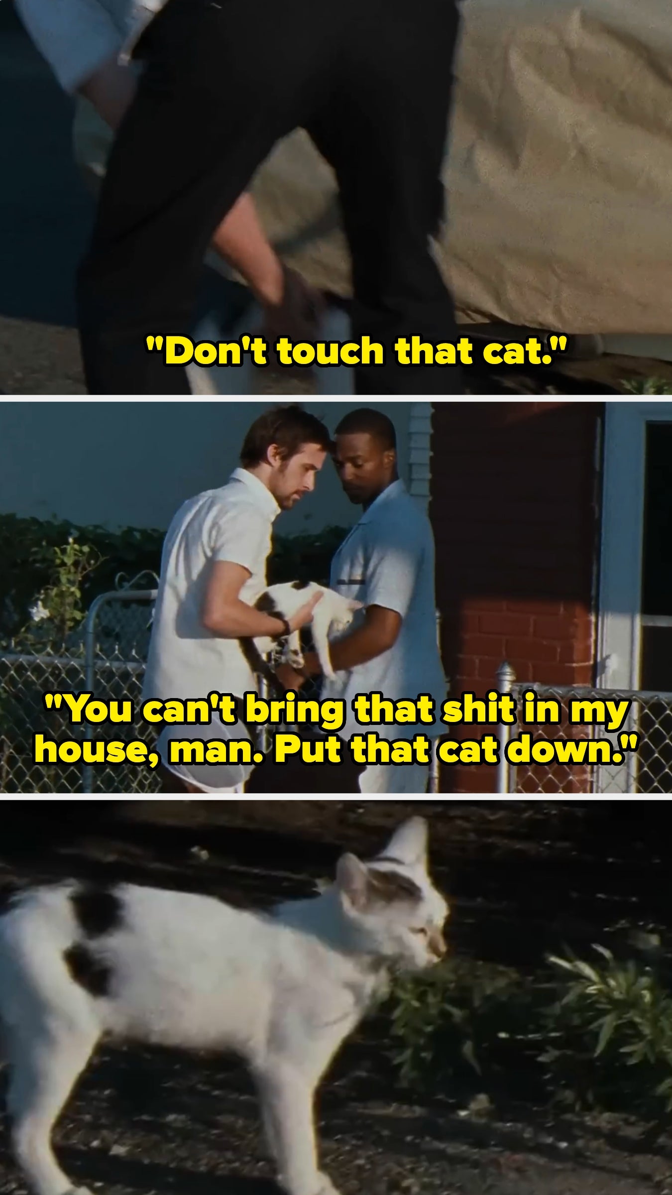 A antheral   tries to prime   up   a cat. Another antheral   tells him not to bring the feline  wrong  his house
