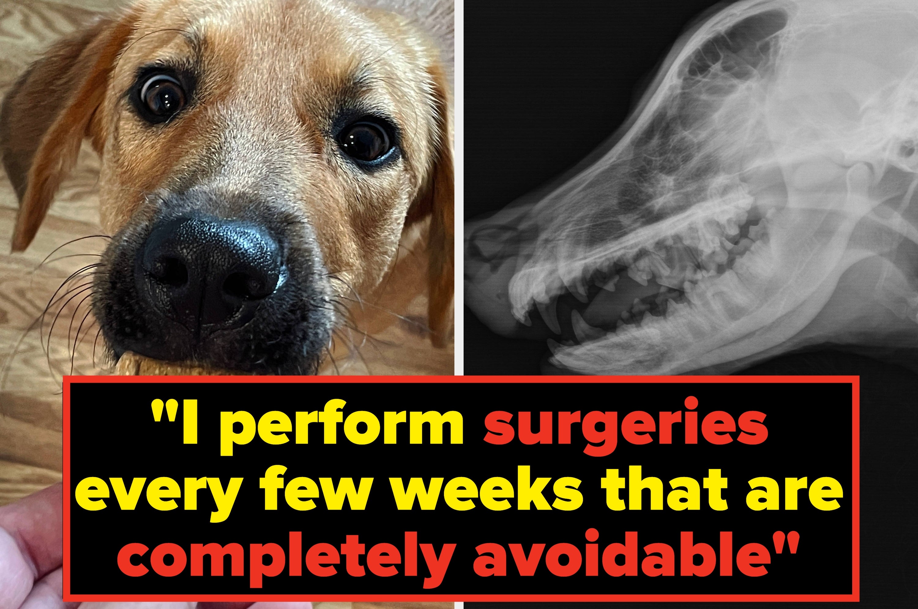A concerned dog next to an X-ray image. Text overlay: "I perform surgeries every few weeks that are completely avoidable."