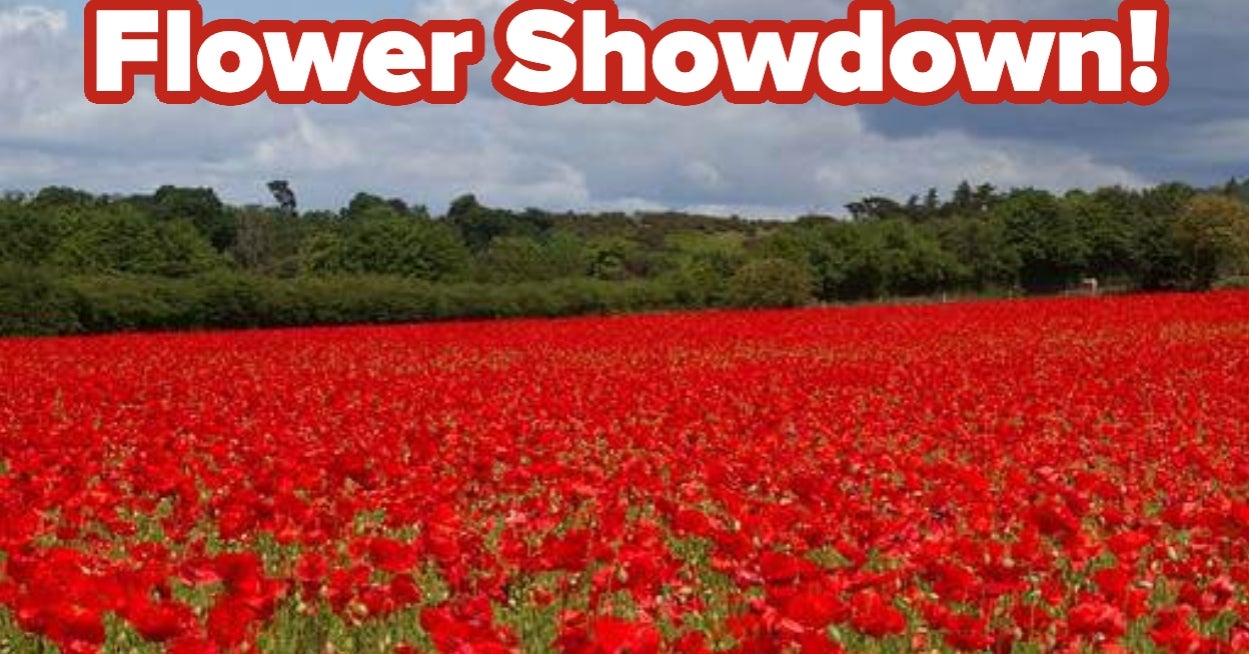 Spring Has Sprung! Which Spring Flower Is Best?
