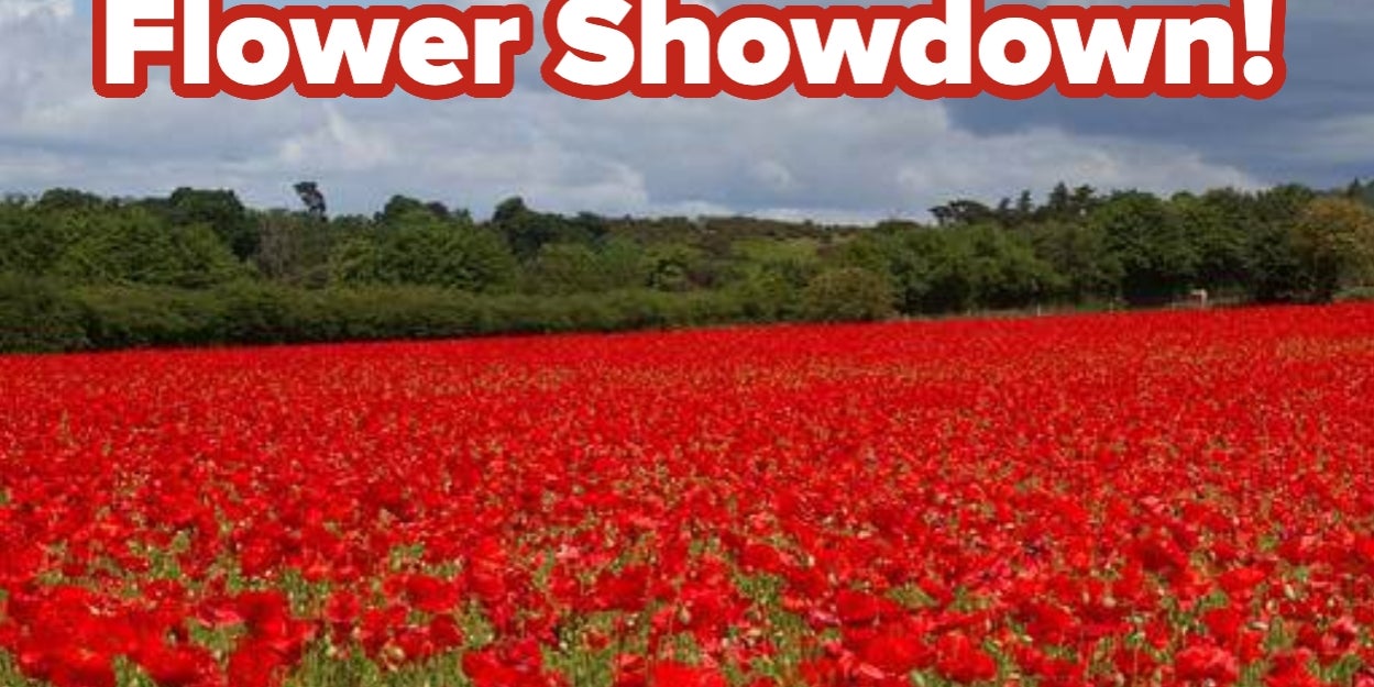 Spring Has Sprung! Which Spring Flower Is Best?