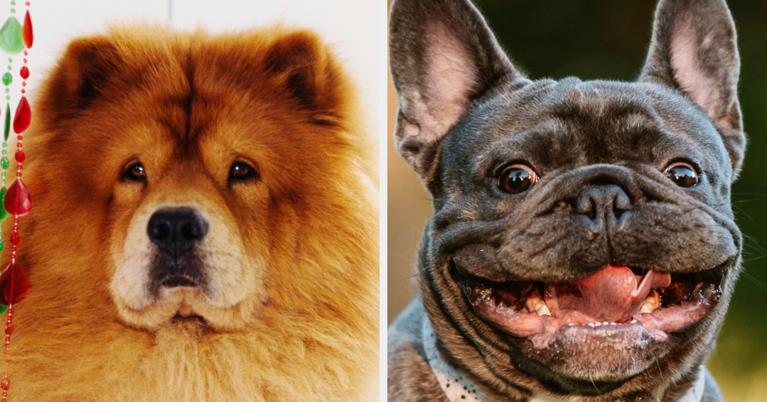 We're Not Saying You Dislike Dogs, But If You Can't Name 11 Of These 24 Breeds, Well...