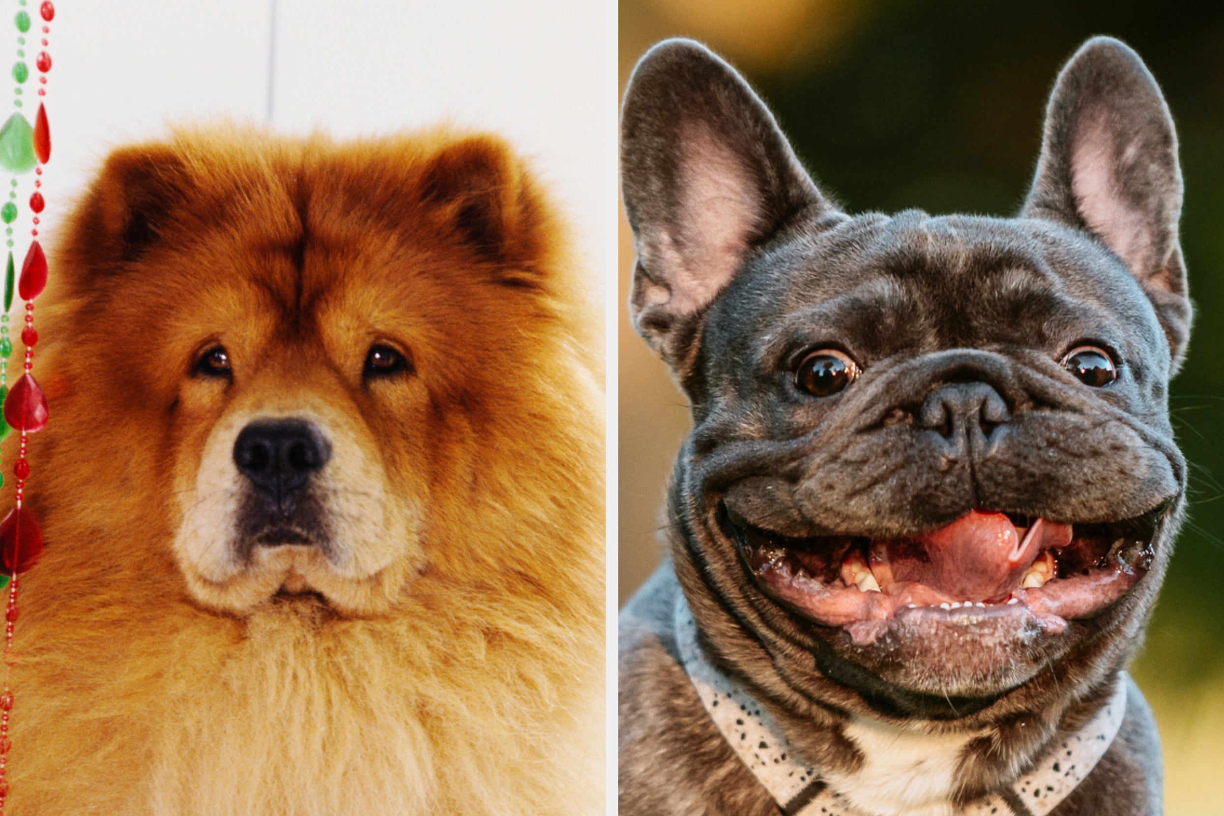 We're Not Saying You Dislike Dogs, But If You Can't Name 11 Of These 24 Breeds, Well...