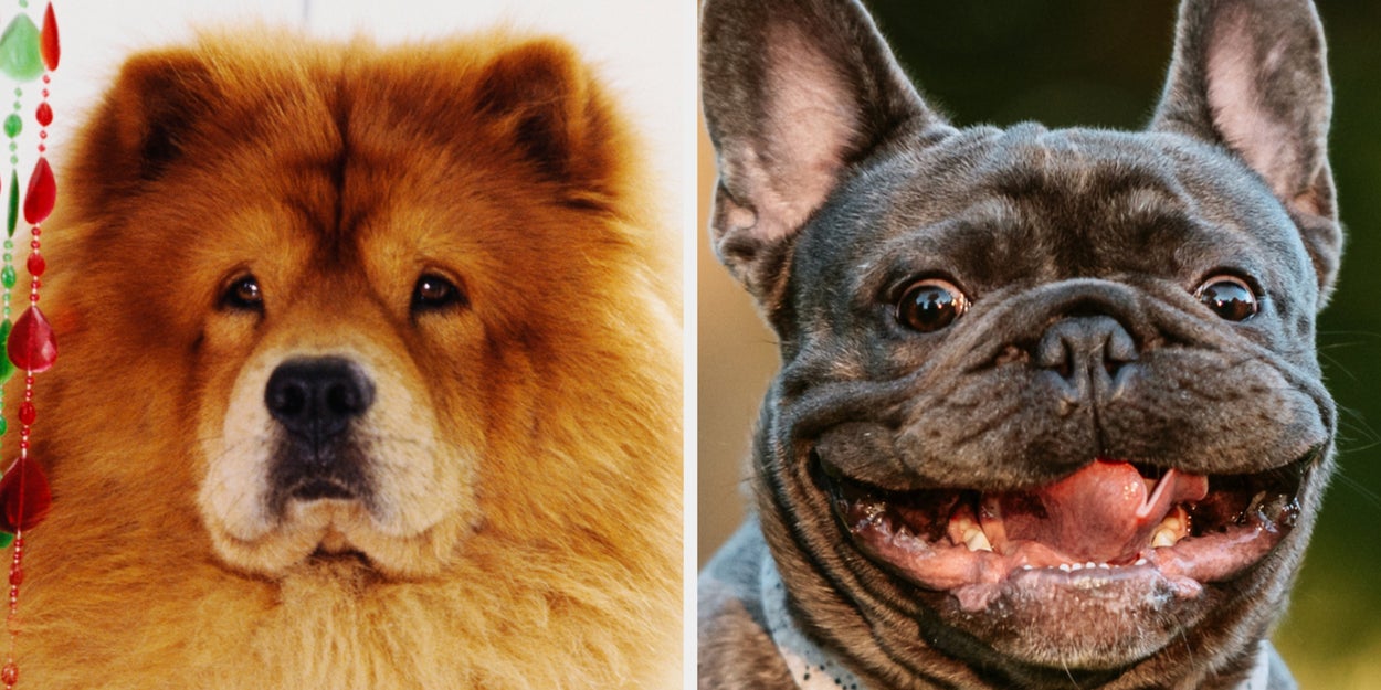 If You Fail To Recognize Half Of These 24 Dog Breeds, Your Brain Is As Smooth As A Marble