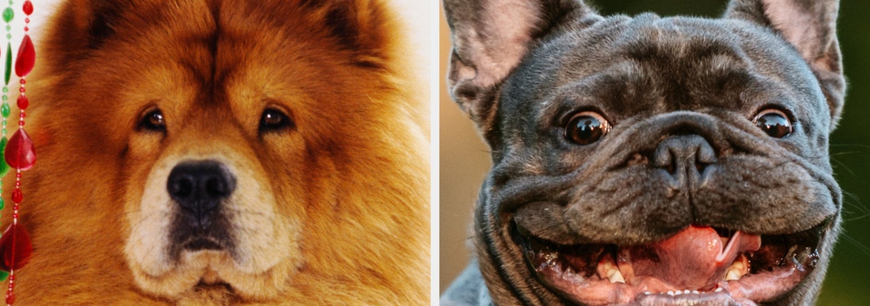 If You Fail To Recognize Half Of These 24 Dog Breeds, Your Brain Is As Smooth As A Marble
