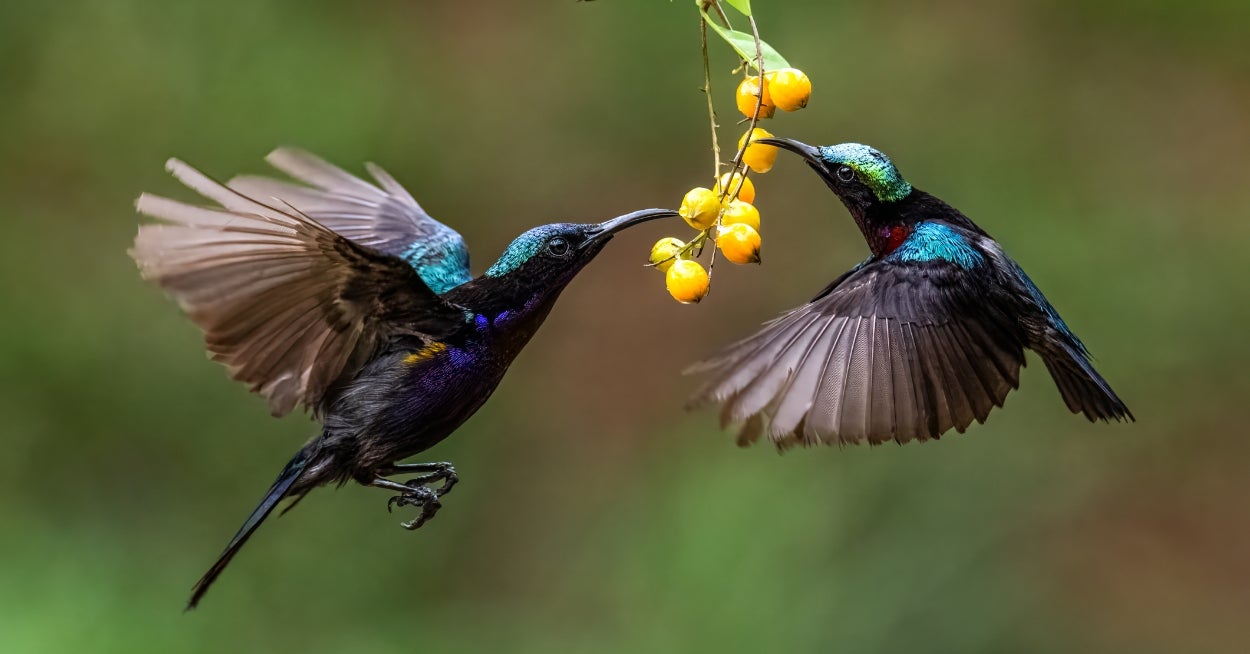 Which Feathered Friend Do You Have 100% The Same Personality As? Pick Fruits To Find Out