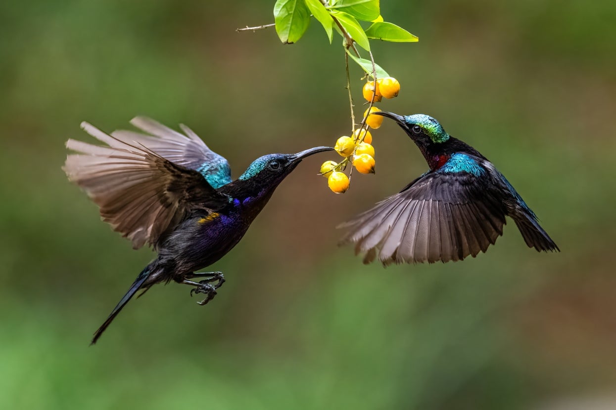 Which Feathered Friend Do You Have 100% The Same Personality As? Pick Fruits To Find Out