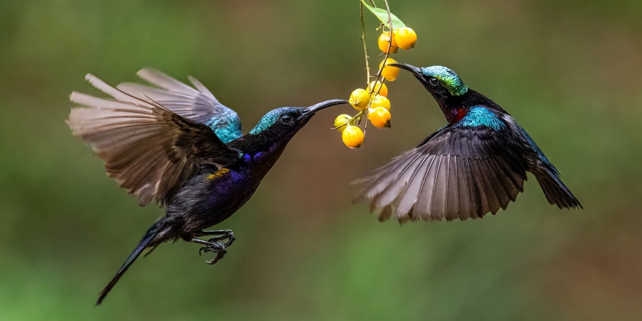 Choose Some Fruits To Reveal What Type Of Bird You Are