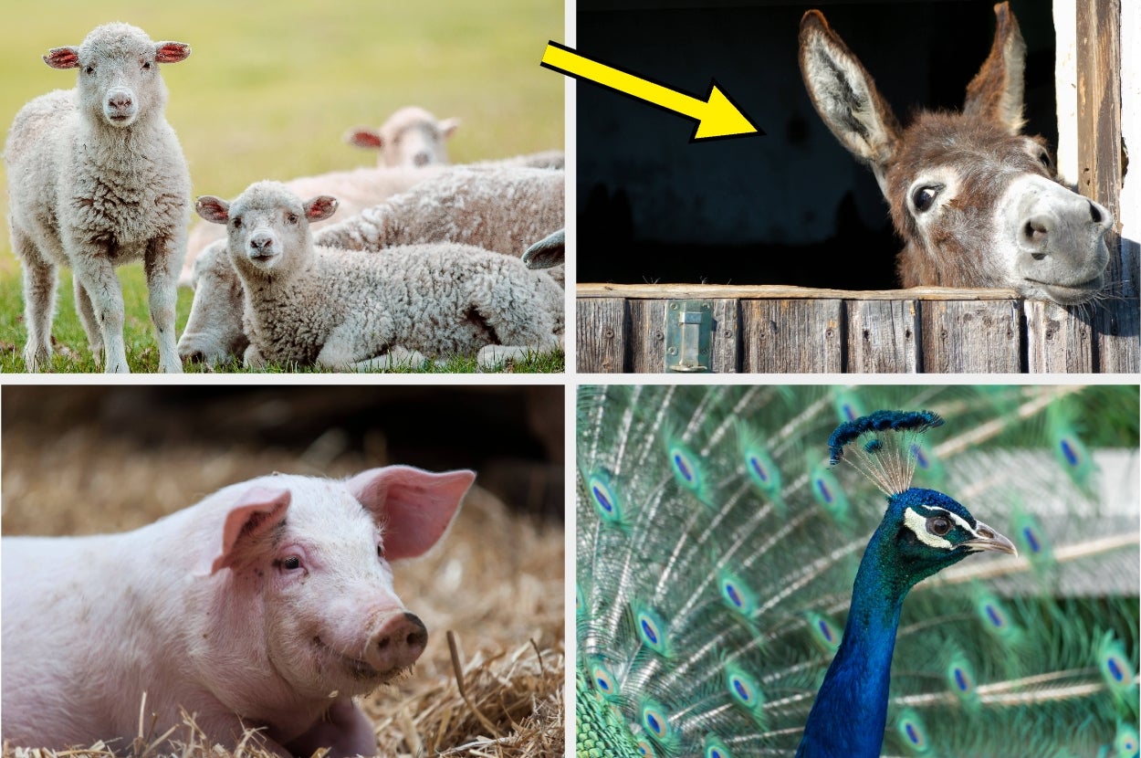 Sheep in a field, donkey peeking from a window, pig on straw, and a peacock displaying its feathers