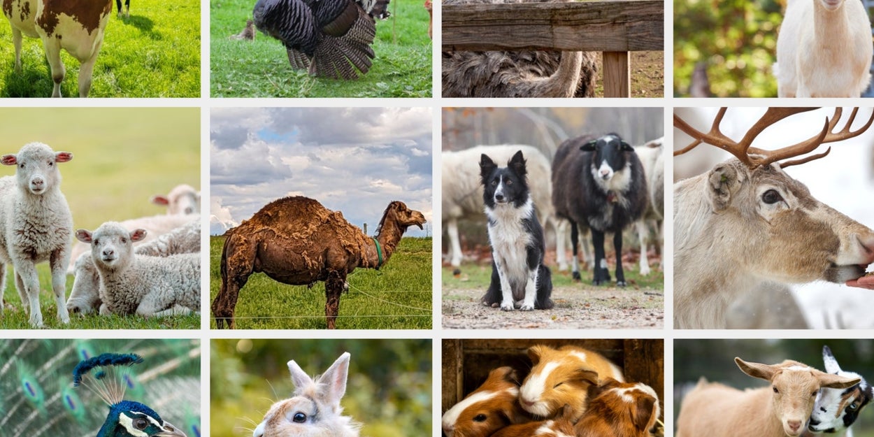 Can You Identify The Barnyard Animals In This Tap-On-Image Trivia Quiz?