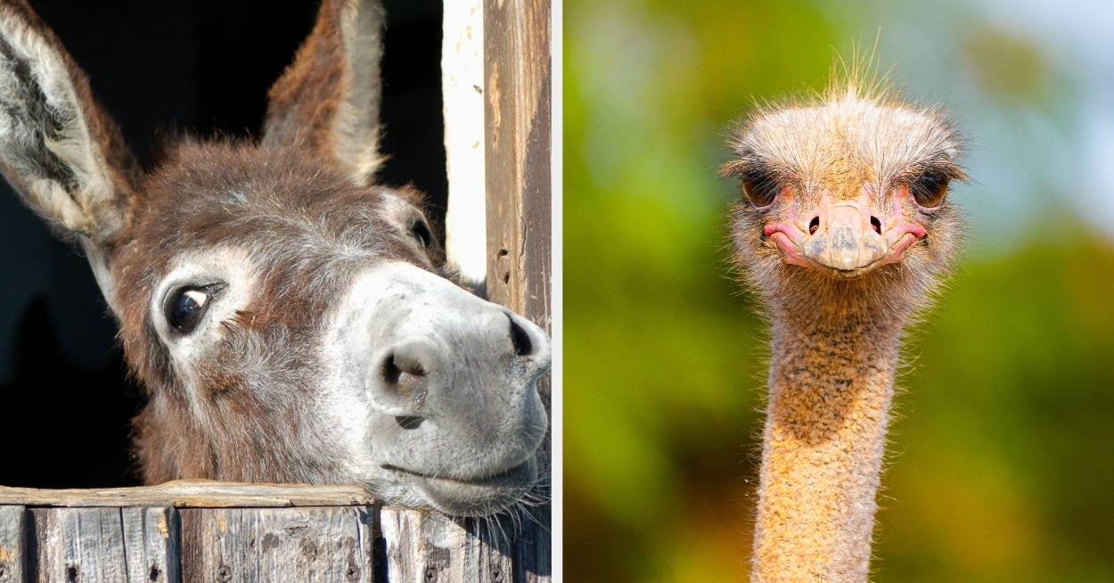 We Bet Your City-Dwelling Self Can't Name Even Half Of These Farm Animals