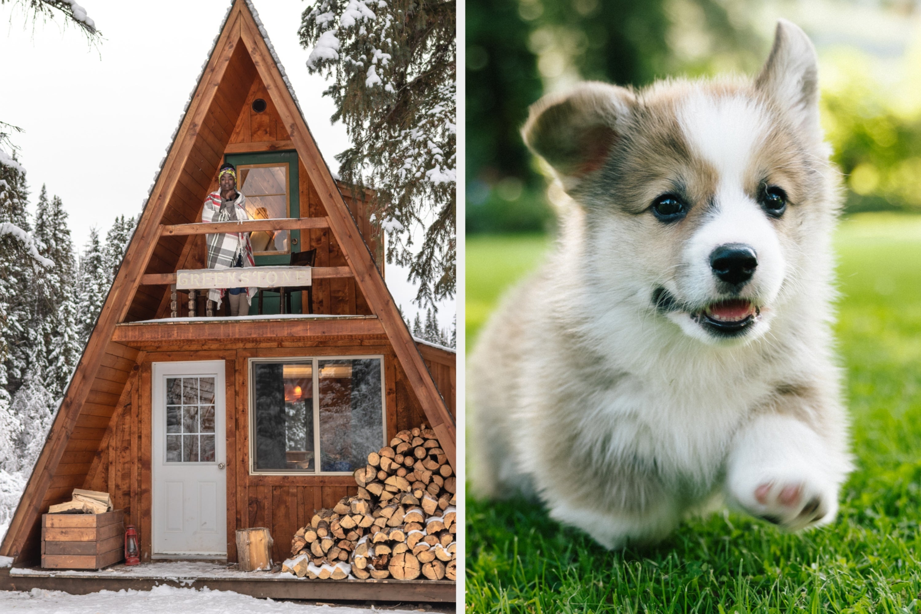 Which Pet Should You Adopt? Customize The Blueprints Of Your New Home To Find Out
