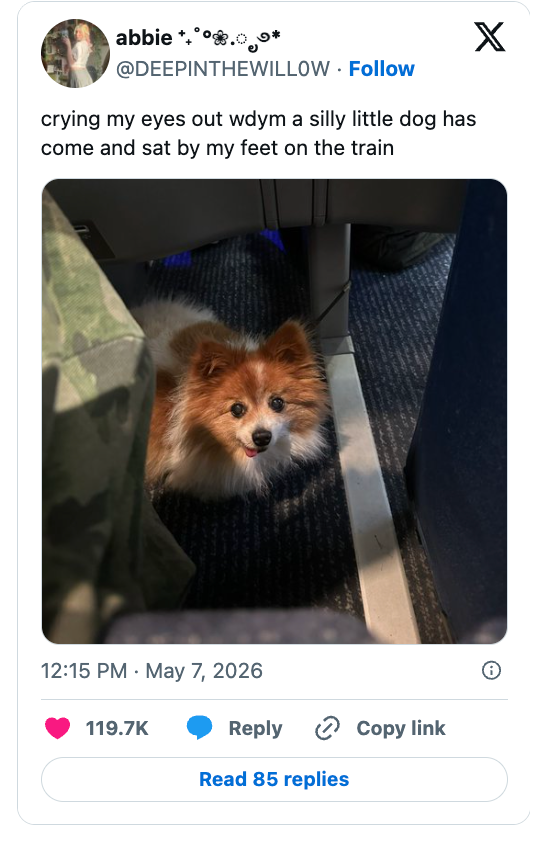 A fluffy canine  sits nether  a bid     spot   adjacent  to a passenger's feet. Tweet caption expresses delight astatine  the dog's presence