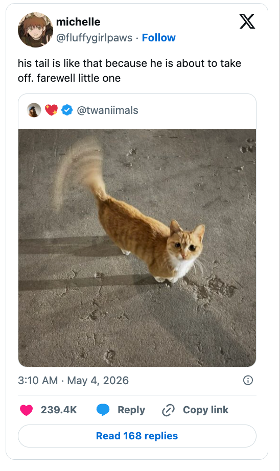 Cat connected  pavement with process    up, caption jokes astir  feline  preparing for takeoff. Appears successful  a humorous tweet format