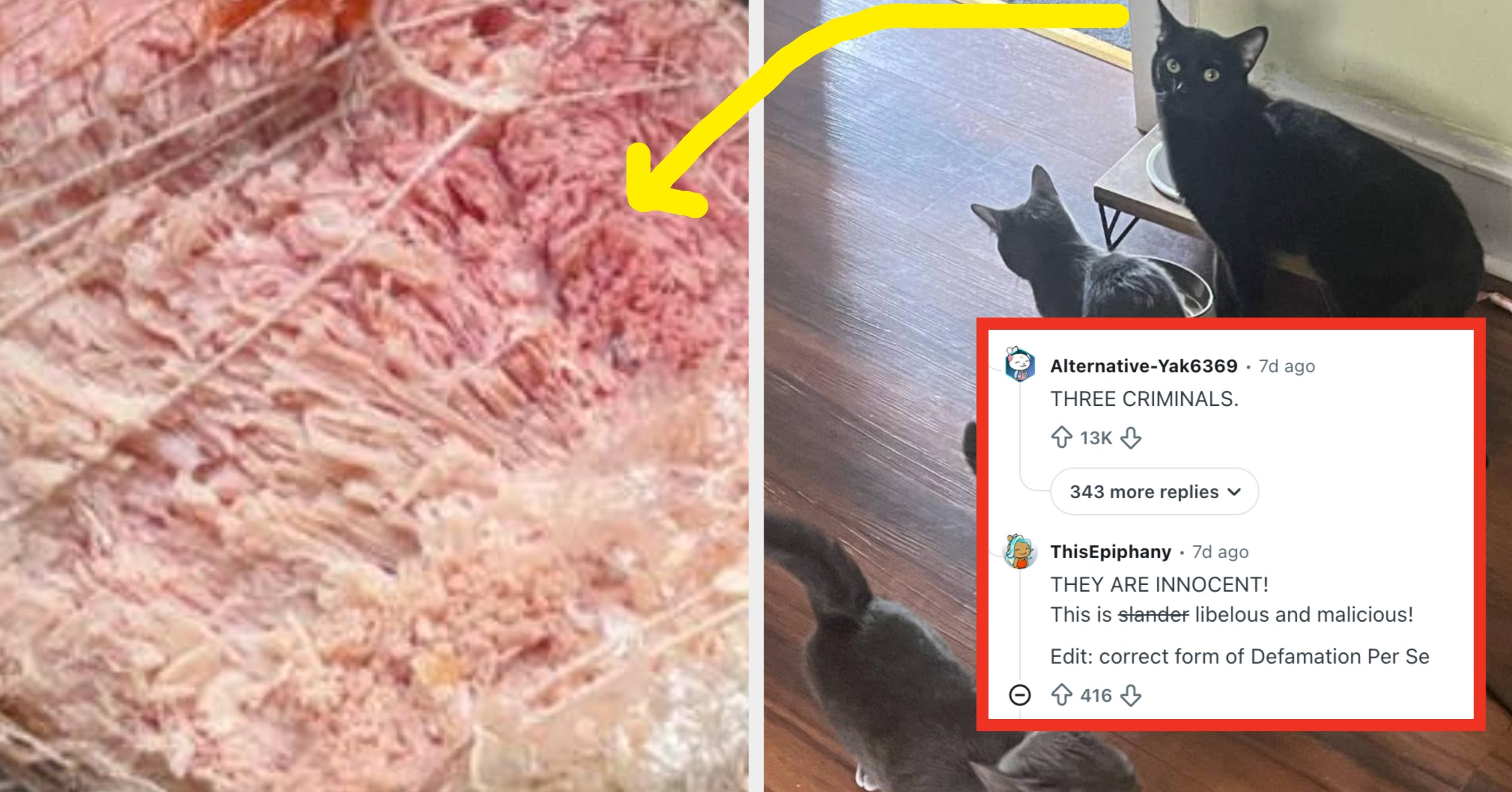 A First-Time Cat Owner Just Had The Most Chaotic Day Involving A Lesson With Meat, And The Internet Cannot Get Over It