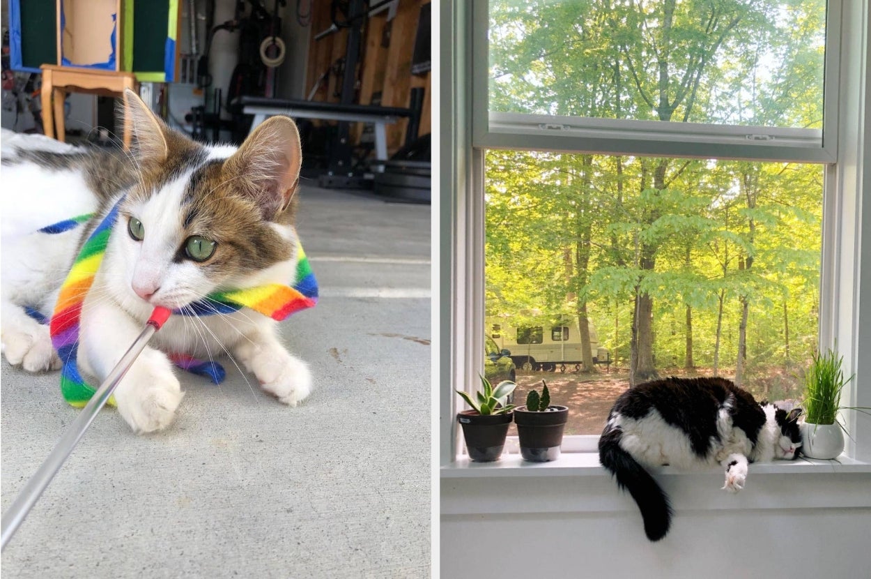 Two cats: One on the floor playing with a rainbow toy; the other sleeping on a window ledge with potted plants, overlooking a forest view