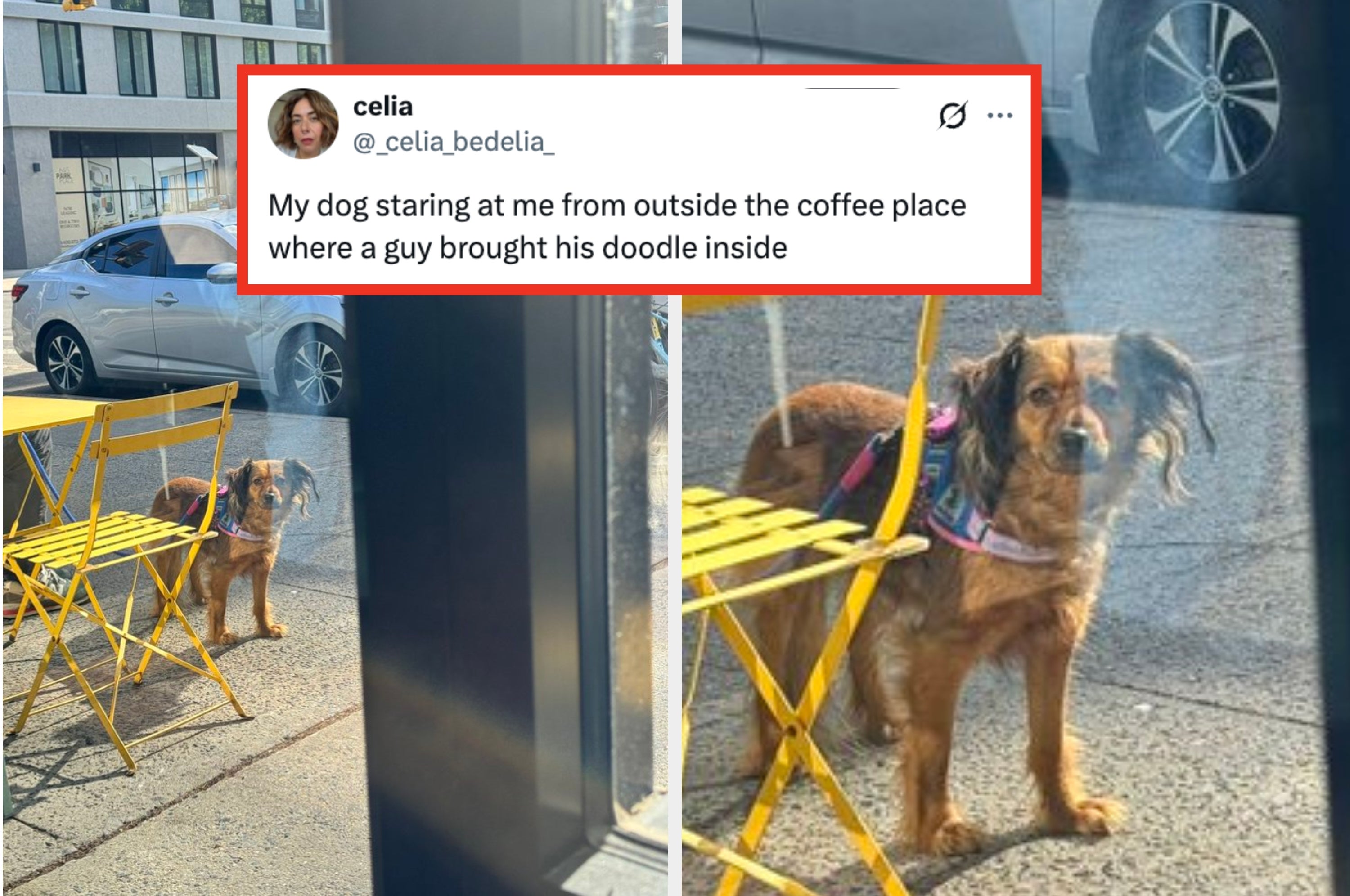 A woman with a quirky expression; tweet reads: “My dog staring at me from outside the coffee place where a guy brought his doodle inside.”