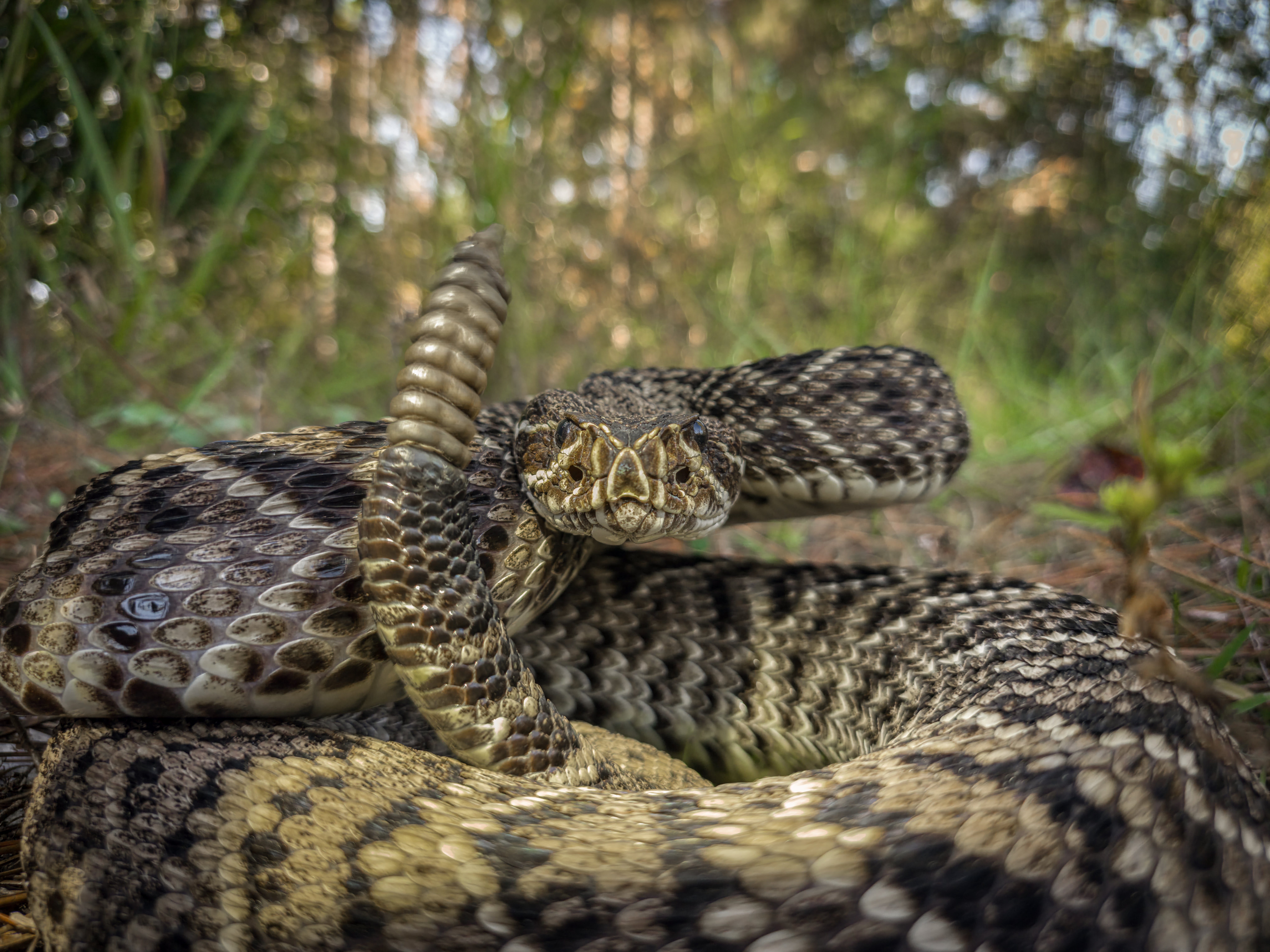 Terrifying Noises You Should Never Ignore