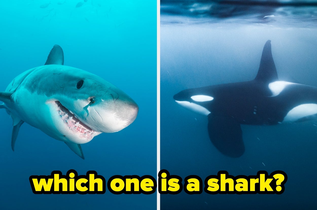 A split image shows a shark on the left and an orca on the right with text asking, "which one is a shark?"