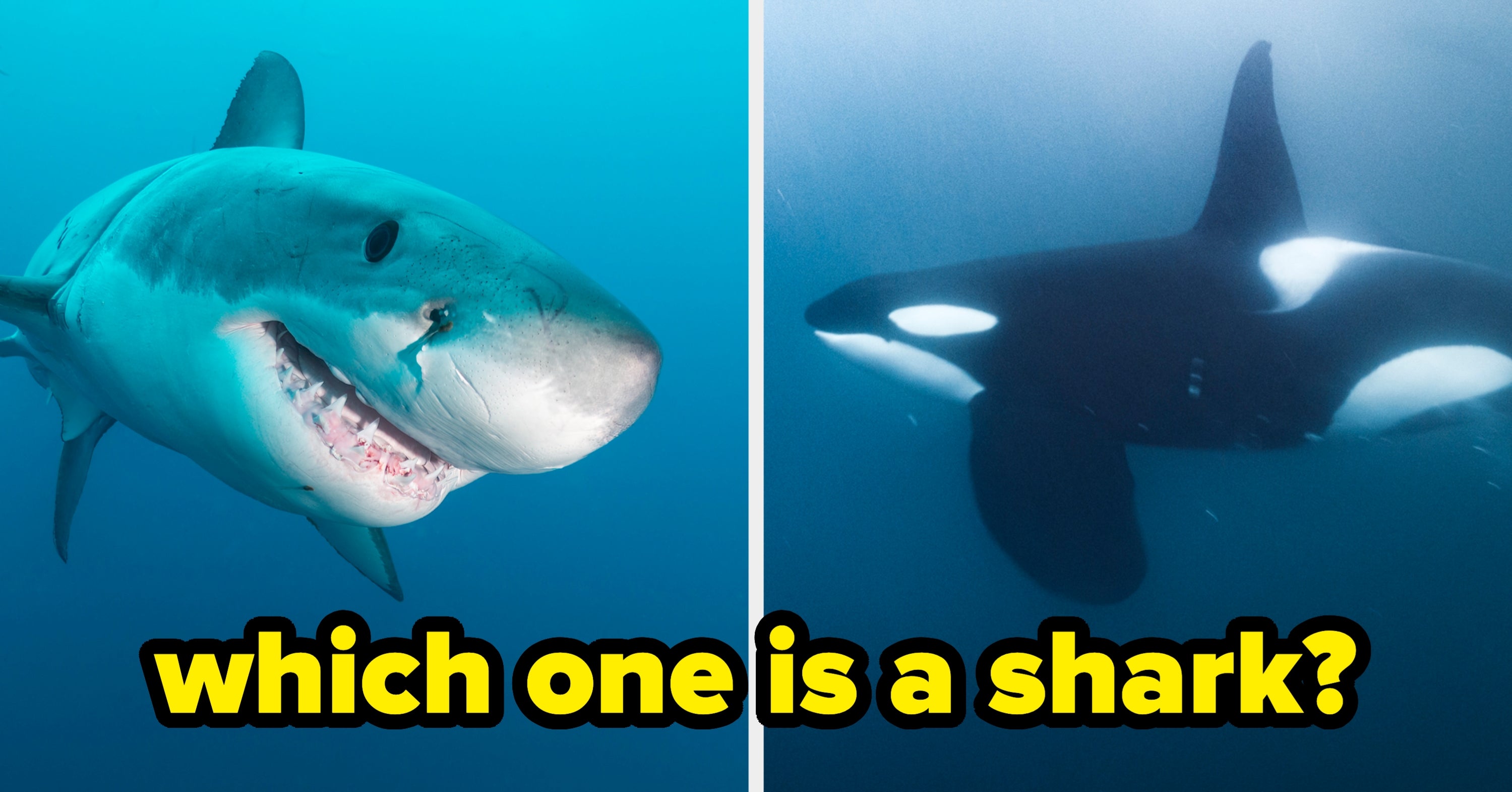 This 16-Question Ocean Creatures Quiz Is So Hard, Only People Who Know An Absurd Amount About Marine Biology Will Pass