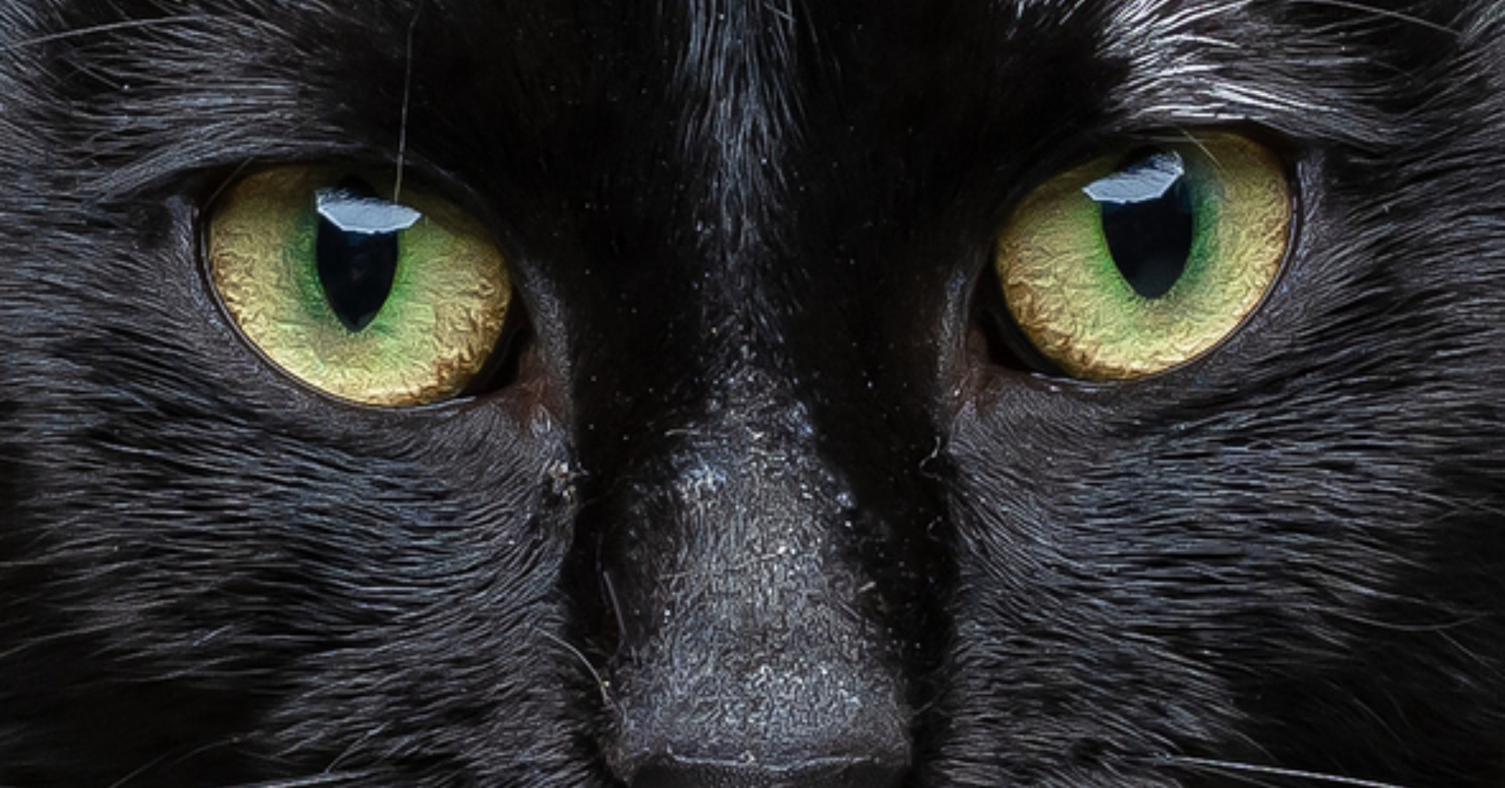Answer These 6 Questions Suuuuuuuper Honestly And I'll Reveal What Type Of Cat You Are