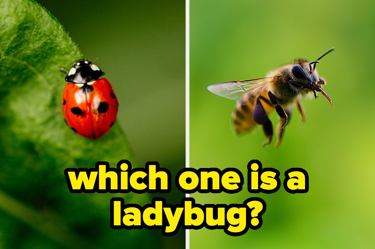 A ladybug on a leaf next to a flying bee, with text: "which one is a ladybug?"