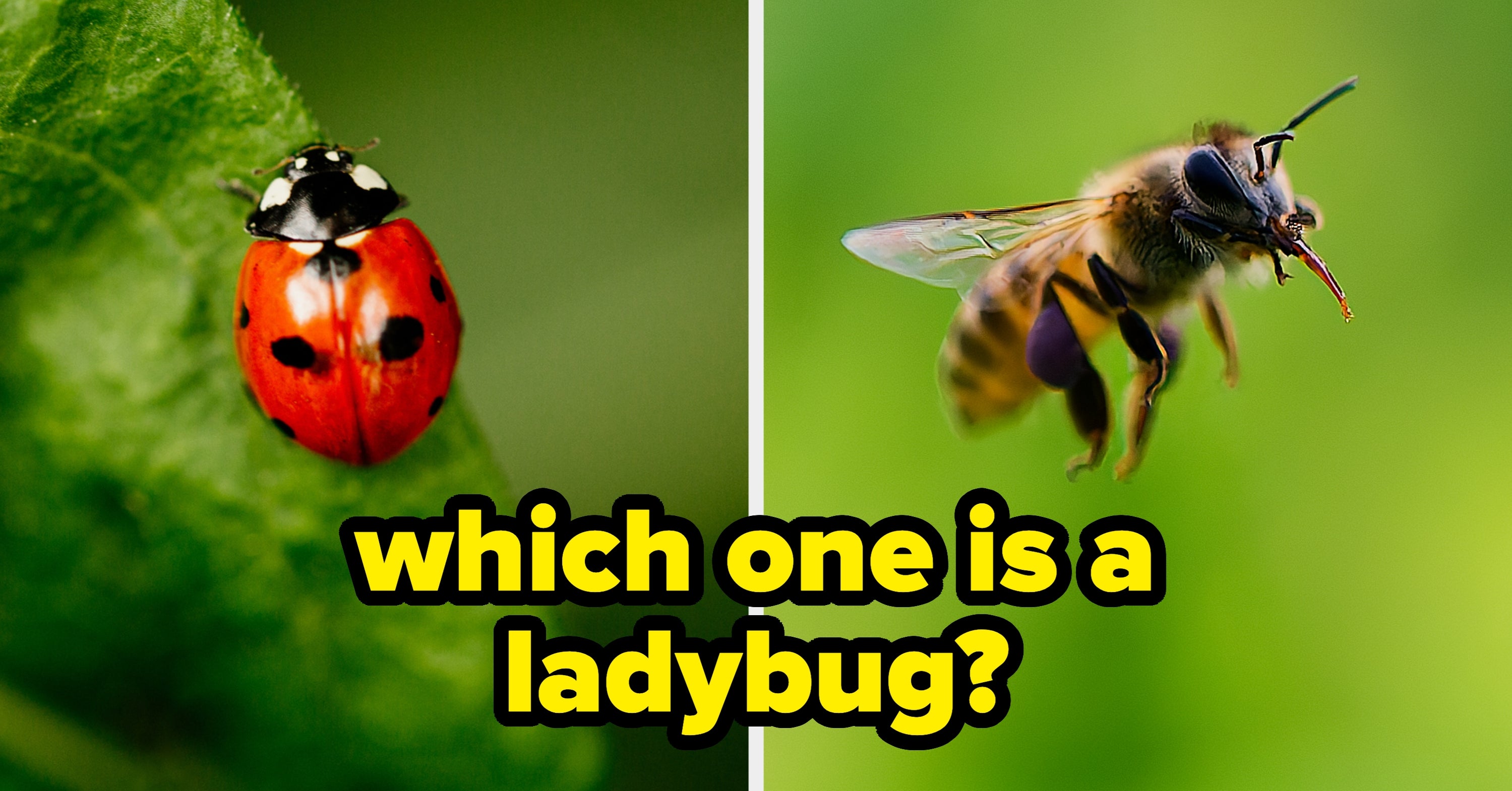 Insects Trivia Quiz | BuzzFeed Quizzes