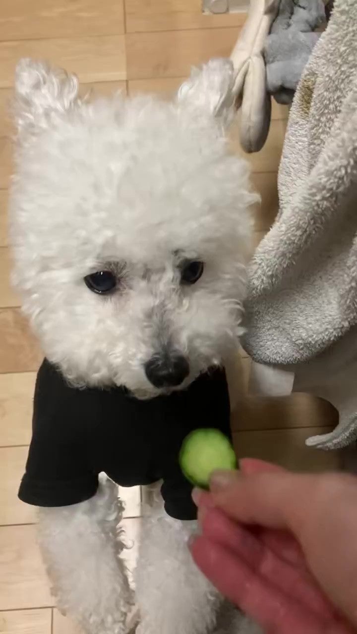 きゅうりをもらったトイプードルの「くるる」くん（くるるのママさんのXアカウントより）
