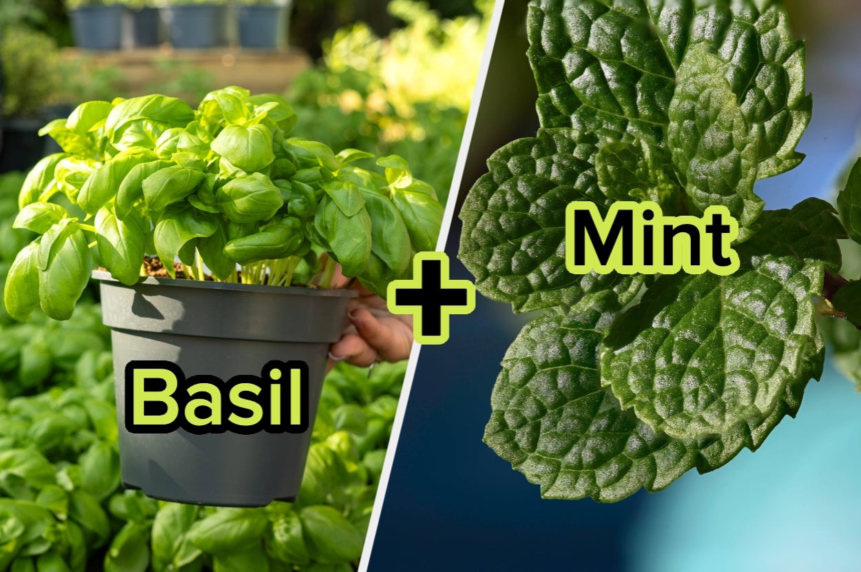 Let Us Reveal Which Two Plants You Need In Your Garden This Spring!