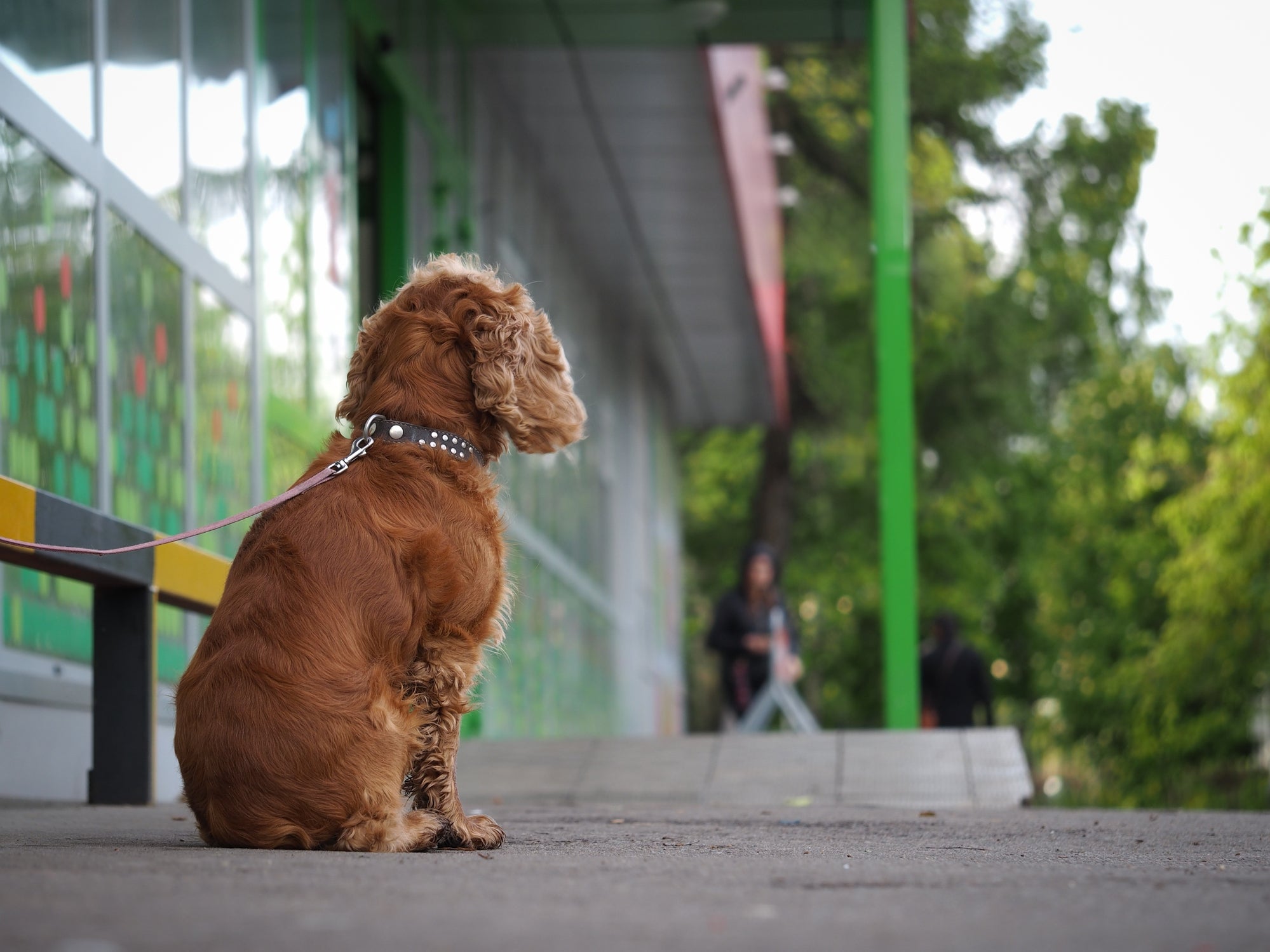 ベンチの側で待っているリードを付けた犬。背景には木々と建物があります。