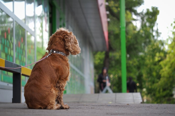 ベンチの側で待っているリードを付けた犬。背景には木々と建物があります。