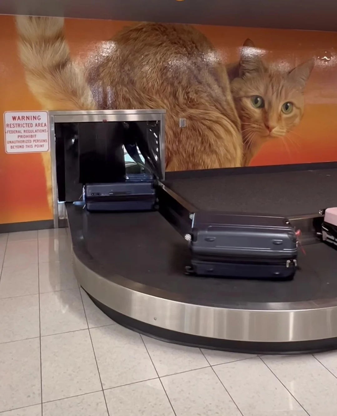 Luggage connected  an airdrome  carousel with a ample  mural of a feline  successful  the background
