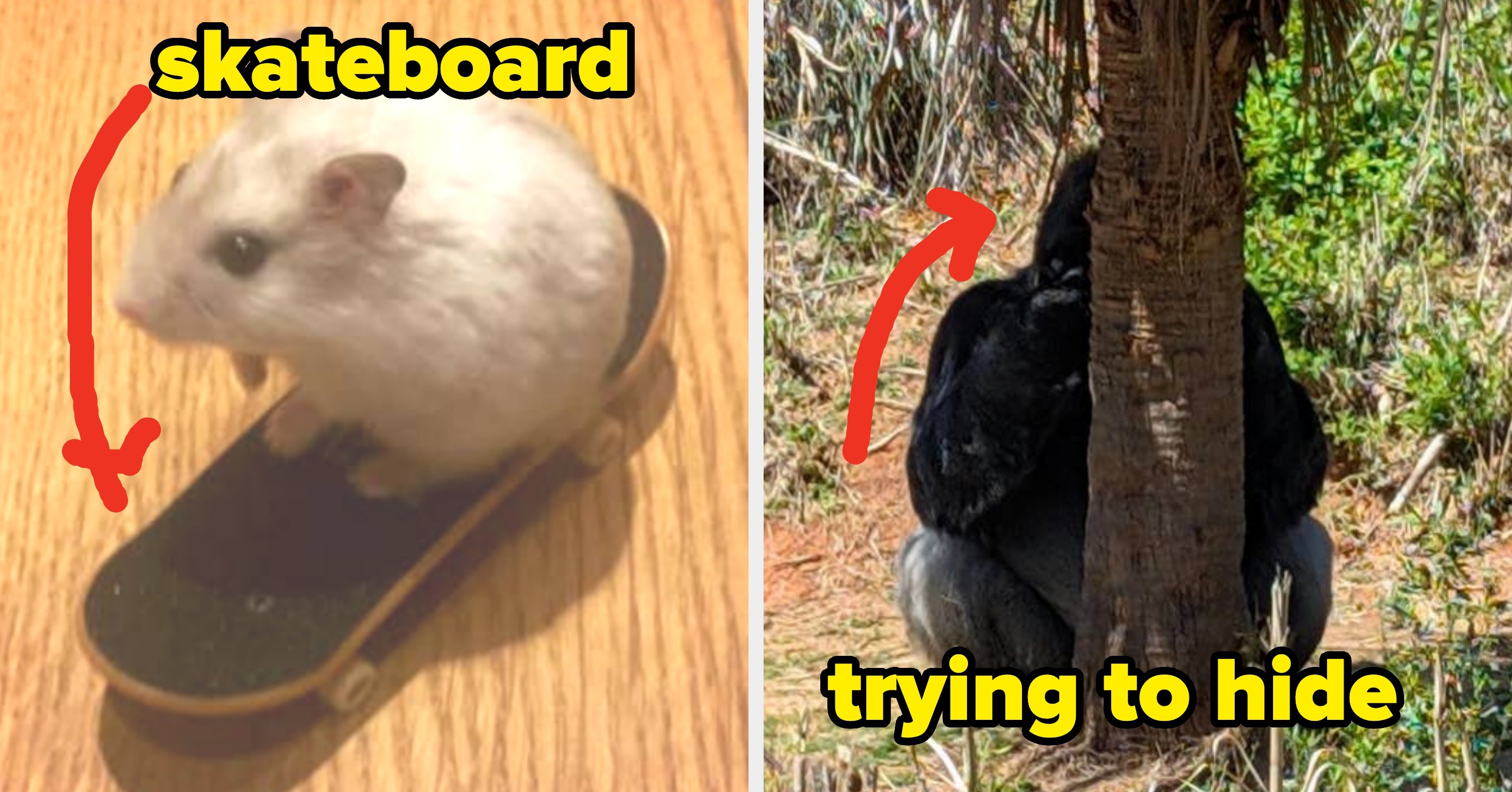 27 Random Animal Photos That Are Way, Way, Way, Way, Way, Way, Way, Way Funnier Than They Should Be