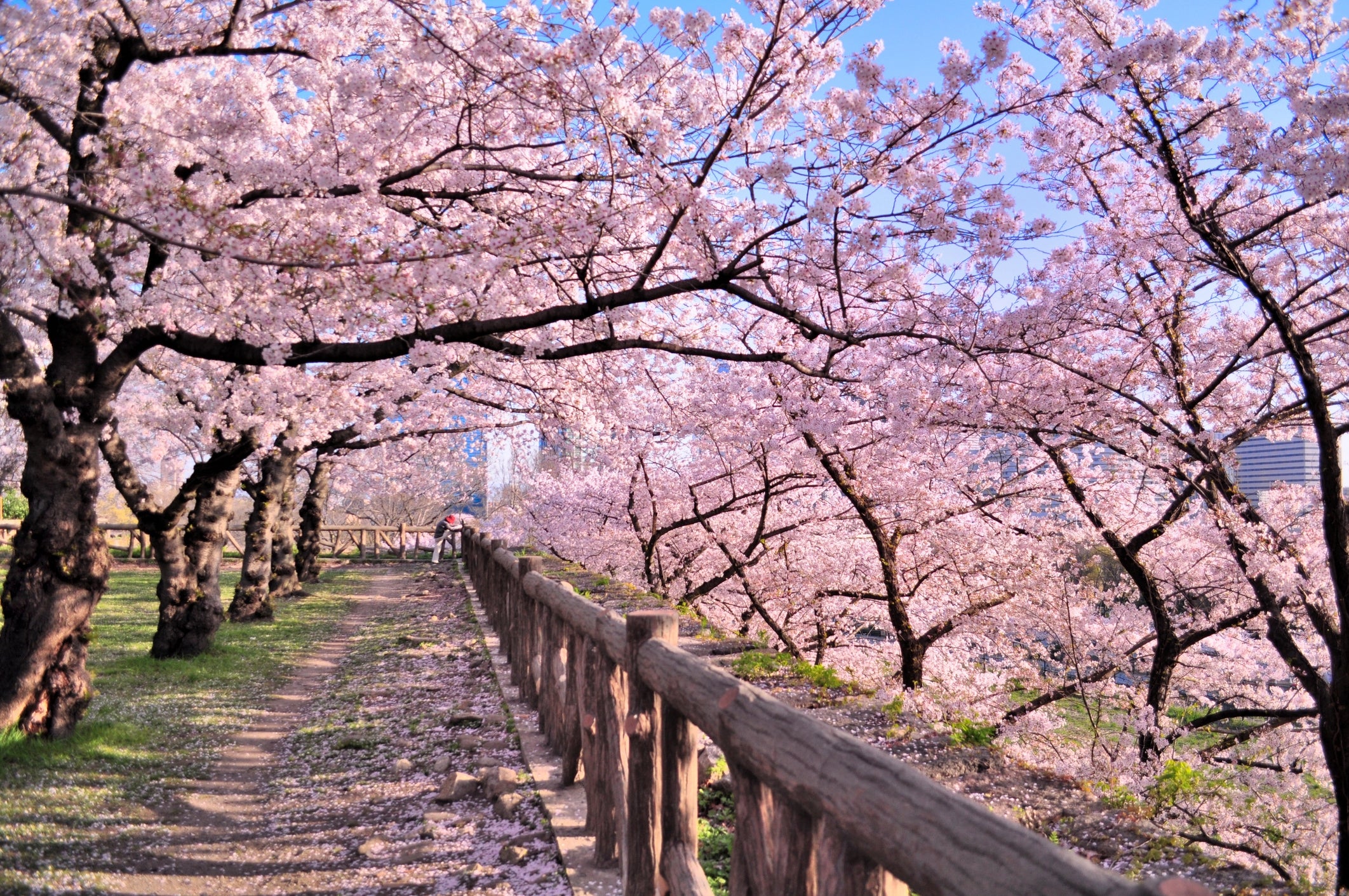 Cherry blossom trees arch implicit a woody railing, lining a serene parkland way nether a wide sky