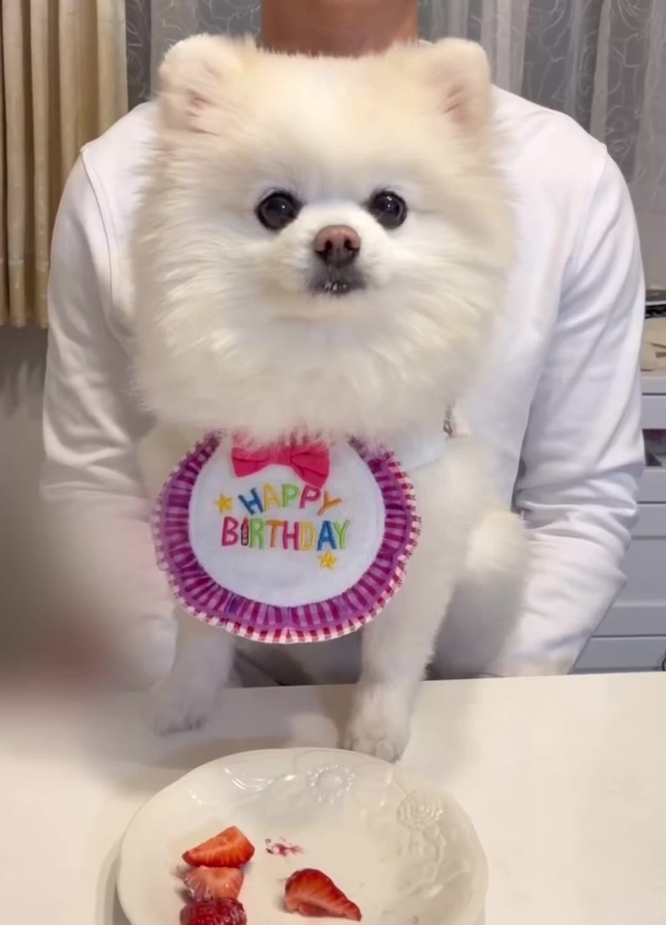 誕生日を迎えたポメラニアンの「ぽんちゃん」（ぼく、ポメラニアンのぽんちゃん！ さんのXアカウントより）