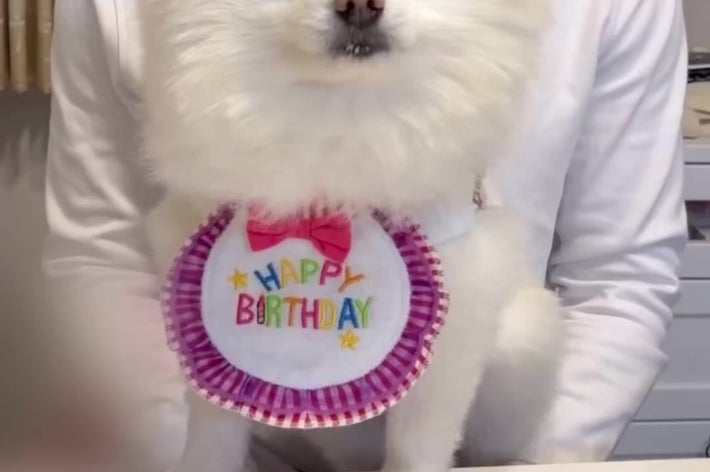誕生日を迎えたポメラニアンの「ぽんちゃん」（ぼく、ポメラニアンのぽんちゃん！ さんのXアカウントより）