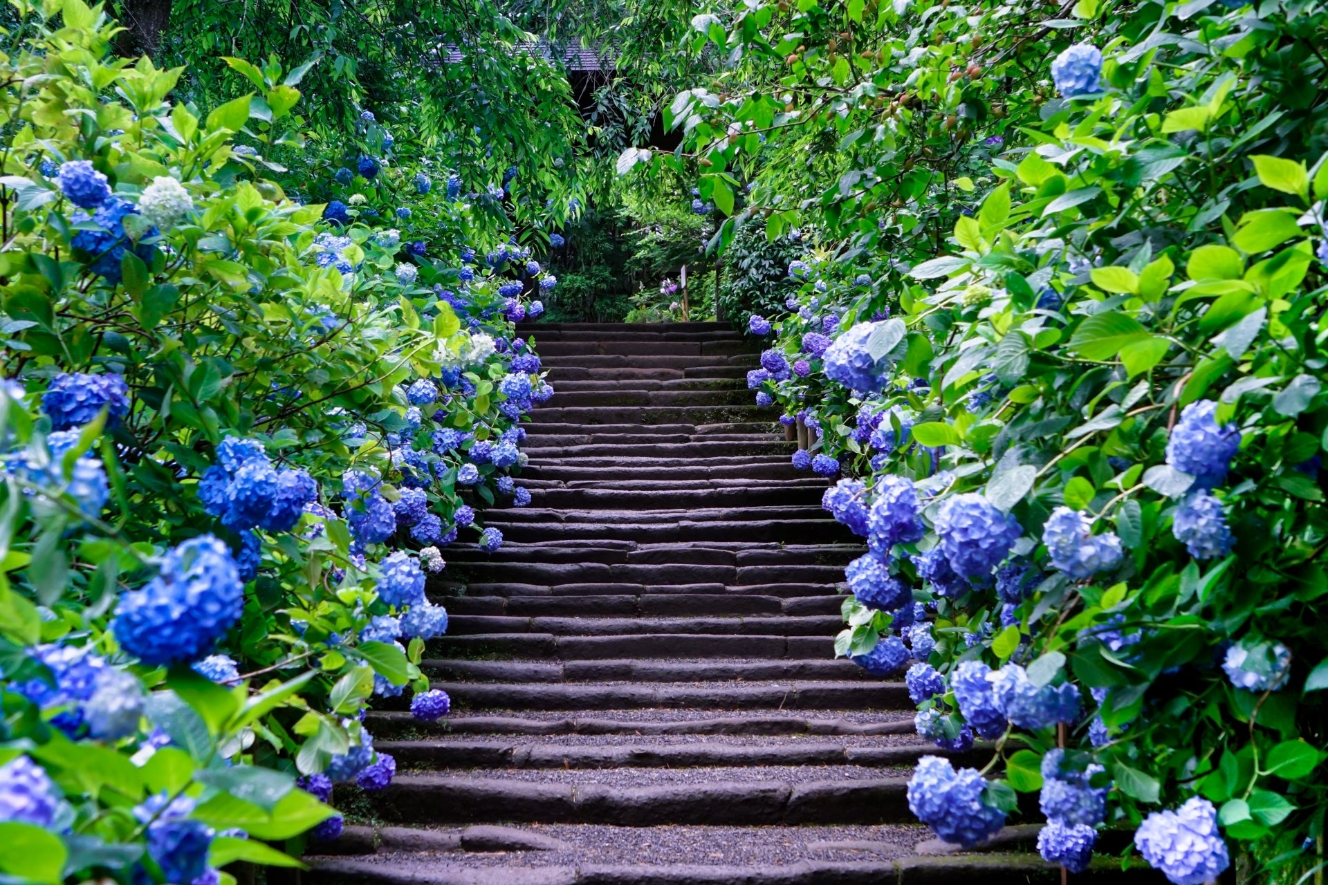 石の階段が紫陽花の花で縁取られた緑豊かな庭園の中を通っている風景。
